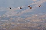 Cranes In Flight_73089